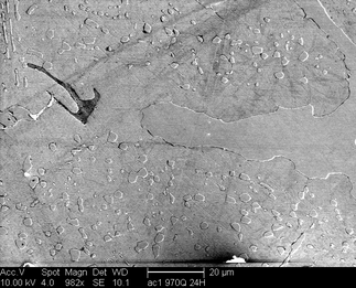 /static/micrographs/micrograph1693.png