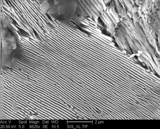 /static/micrographs/micrograph1696.png