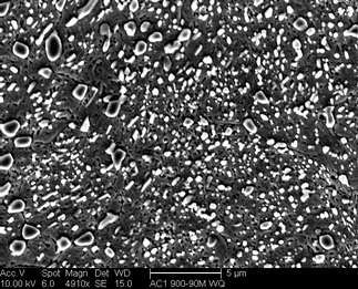 /static/micrographs/micrograph1703.png