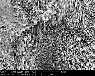 /static/micrographs/micrograph176.png