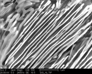 /static/micrographs/micrograph180.png