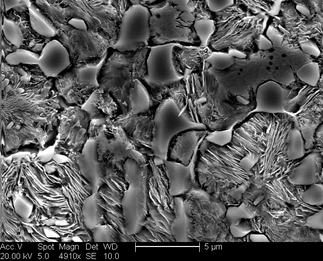 /static/micrographs/micrograph186.png