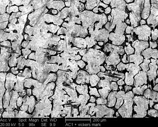 /static/micrographs/micrograph21.png