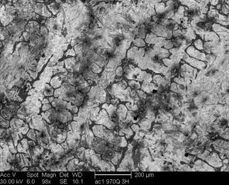 /static/micrographs/micrograph229.png
