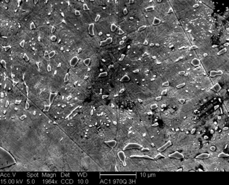 /static/micrographs/micrograph243.png