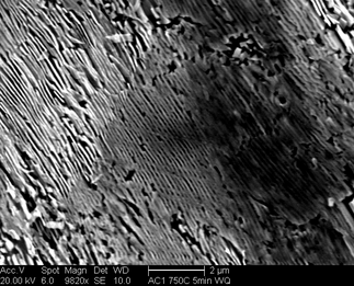 /static/micrographs/micrograph247.png
