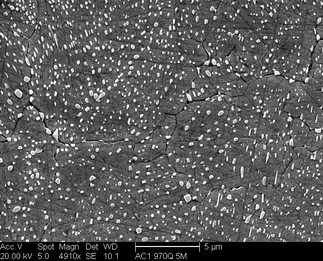 /static/micrographs/micrograph272.png