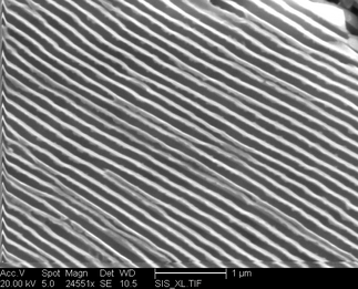/static/micrographs/micrograph309.png