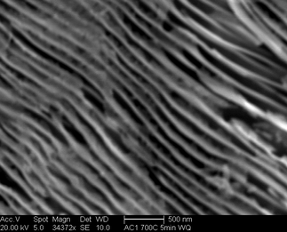 /static/micrographs/micrograph325.png