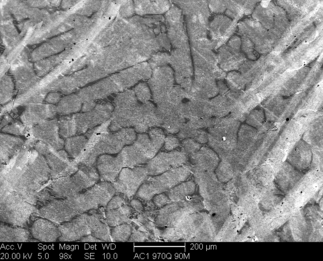 /static/micrographs/micrograph343.png
