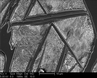 /static/micrographs/micrograph346.png