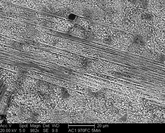 /static/micrographs/micrograph359.png