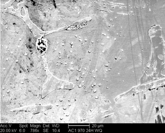 /static/micrographs/micrograph363.png