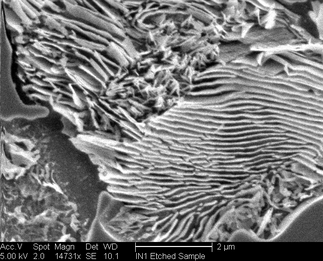/static/micrographs/micrograph401.png