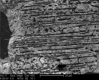 /static/micrographs/micrograph431.png