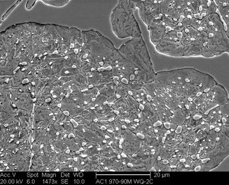 /static/micrographs/micrograph458.png