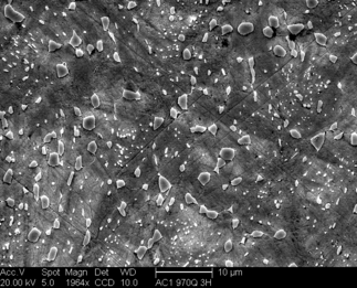 /static/micrographs/micrograph468.png