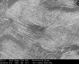 /static/micrographs/micrograph477.png