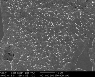 /static/micrographs/micrograph48.png
