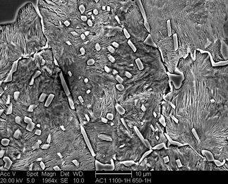 /static/micrographs/micrograph481.png