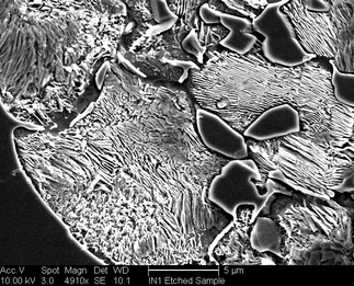 /static/micrographs/micrograph487.png