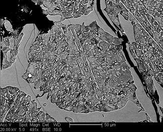 /static/micrographs/micrograph507.png