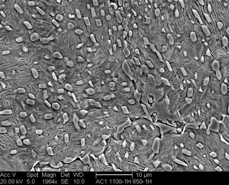 /static/micrographs/micrograph515.png