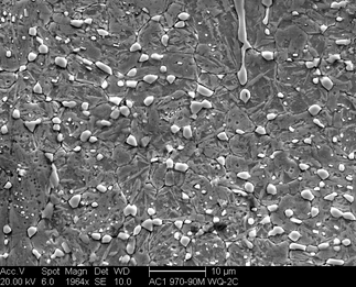 /static/micrographs/micrograph517.png