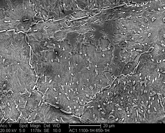/static/micrographs/micrograph522.png