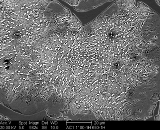 /static/micrographs/micrograph544.png