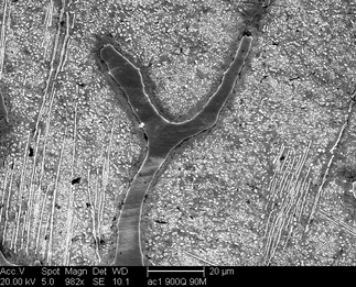 /static/micrographs/micrograph58.png