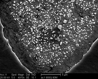 /static/micrographs/micrograph632.png