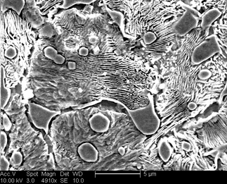 /static/micrographs/micrograph637.png