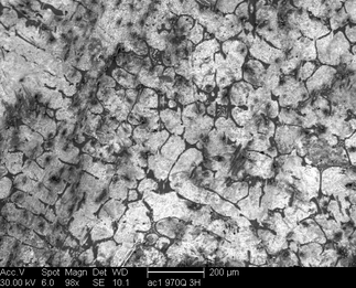 /static/micrographs/micrograph646.png