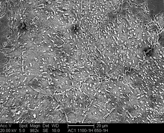 /static/micrographs/micrograph660.png