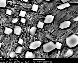 /static/micrographs/micrograph677.png