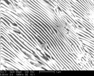 /static/micrographs/micrograph706.png