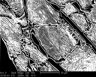 /static/micrographs/micrograph773.png