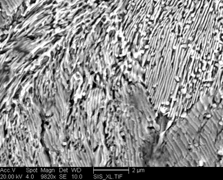/static/micrographs/micrograph798.png
