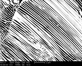 /static/micrographs/micrograph803.png