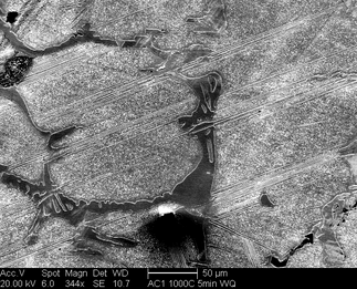 /static/micrographs/micrograph816.png