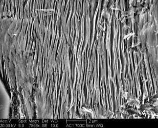 /static/micrographs/micrograph850.png