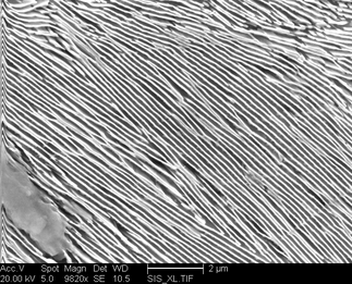 /static/micrographs/micrograph852.png