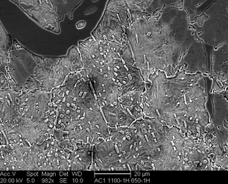 /static/micrographs/micrograph871.png