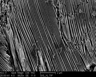 /static/micrographs/micrograph880.png