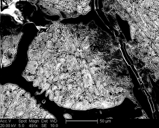 /static/micrographs/micrograph882.png