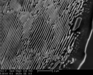 /static/micrographs/micrograph891.png