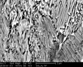 /static/micrographs/micrograph91.png