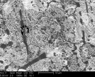 /static/micrographs/micrograph910.png