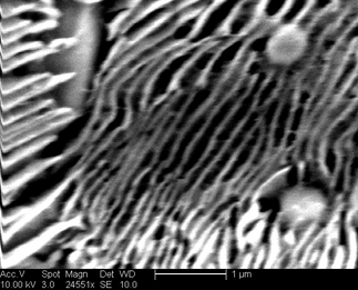 /static/micrographs/micrograph922.png